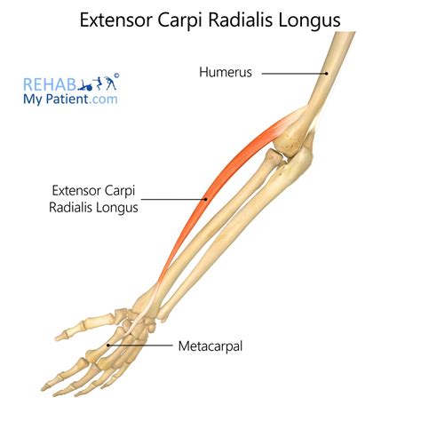 Extensor Carpi Radialis Longus | Rehab My Patient