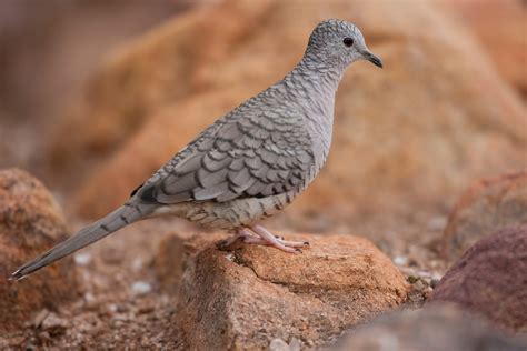 Characteristics Of Doves | Sciencing