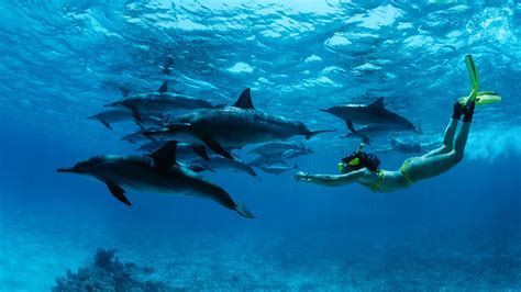 Is swimming with dolphins a good idea? | Science | AAAS