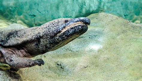 Chinese Giant Salamander | San Diego Zoo Wildlife Explorers