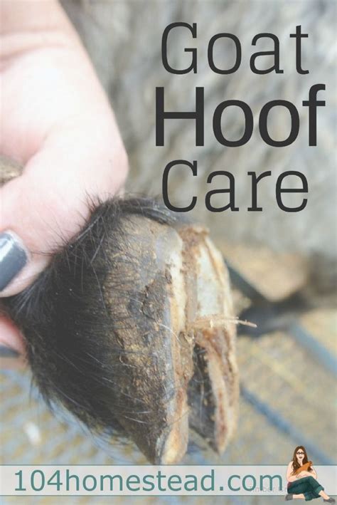 Goat Hoof Care: How to Trim Goat Hooves Correctly + Goat Hoof Health | Goat farming, Goat care ...