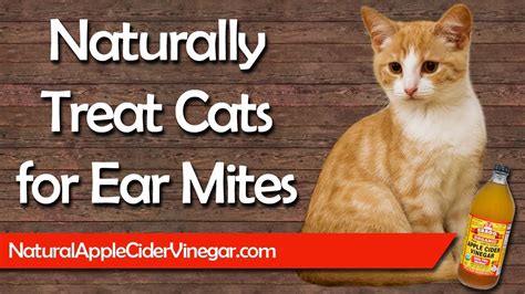 apple cider vinegar for cats ear mites - Cray Cray Online Diary Photo Galery