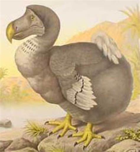 15 Extinct Bird Species and Possible Reasons for Their Extinction - Owlcation