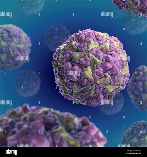 Structure Human Rhinovirus (PDB 4RHV). Rhinoviruses are most common viral infective agents in ...