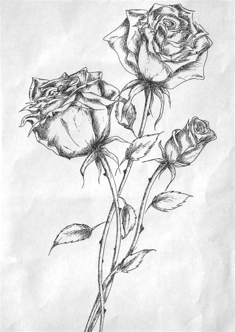 Rose Flower Design Sketch - ditodoloqepiensas