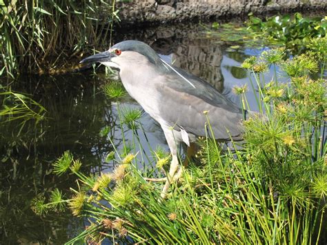 How to Enjoy Bird Watching in Hawaii - Panda Travel