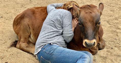 This Cow Hugging Therapy Program Is Offered by a Cow Sanctuary