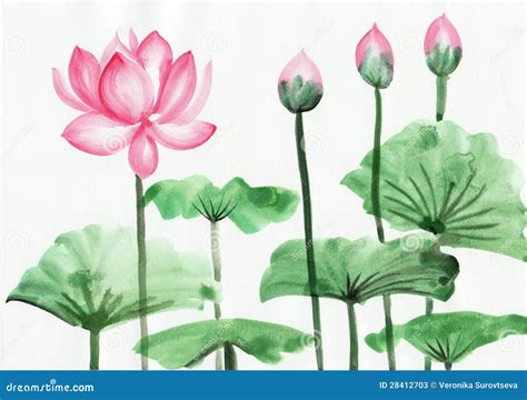 Watercolor Painting Of Pink Lotus Flower Stock Photos - Image: 28412703