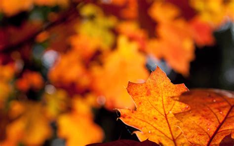 Leaves Flowers Autumn Nature wallpaper | 2560x1600 | #23192