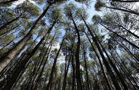 Hutan Pinus Mangunan Jogja, Lokasi dan Harga Tiket - CAMERAWISATA