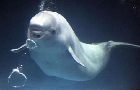 beluga whale habitat map : Biological Science Picture Directory – Pulpbits.net