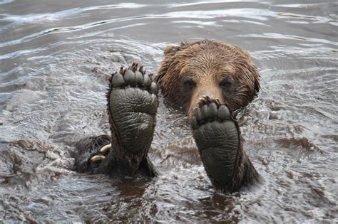 Grizzly Bear Feet by Rose Smith - Photo 39679192 / 500px