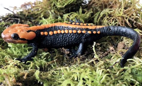 New Species of Crocodile Newt Discovered in Vietnam - Reptiles Magazine