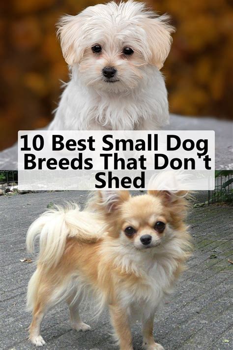 10 Best Small Dog Breeds That Don't Shed | Dog breeds that dont shed, Best small dog breeds ...