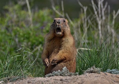 Here's What Groundhogs Will Do If Winter Goes Long | Live Science