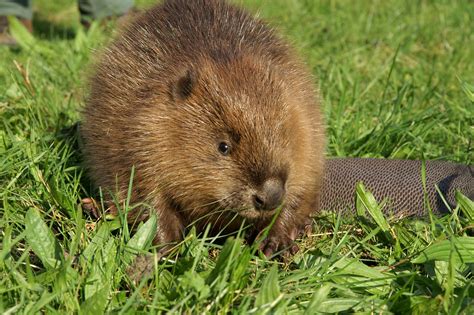 Cute Baby Beaver Photography