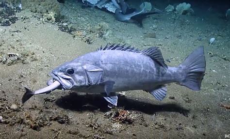 Unusual sighting of grouper eating a shark - Coastal Angler & The ...