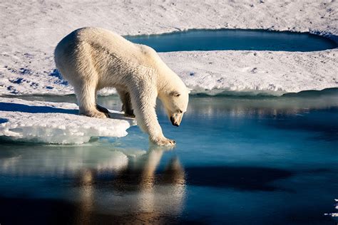 Polar bears across the Arctic face shorter sea ice season – Climate Change: Vital Signs of the ...