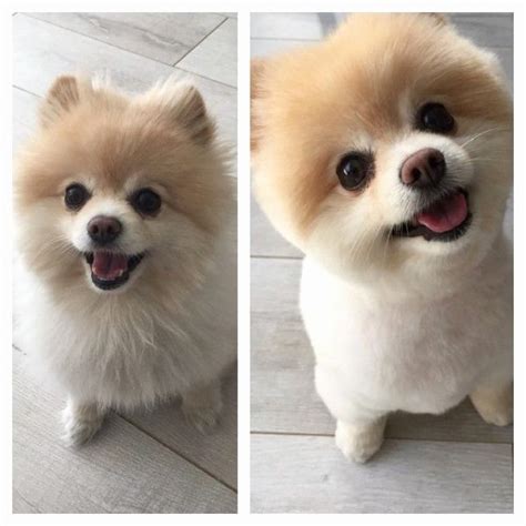 35 funny dog haircuts: These dogs are the real victims of laughter here!