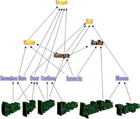 Food Web - Taiga Biome
