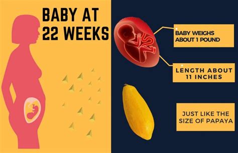 22-weeks-pregnant-baby-development-info-graphic.jpg - Babies carrier