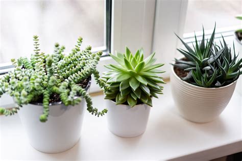 Indoor Succulents