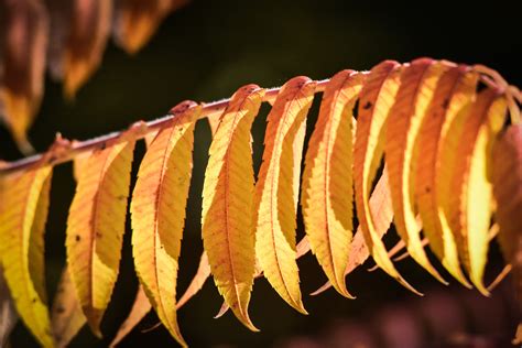 Fall colors foliage colorful foliage | Creazilla