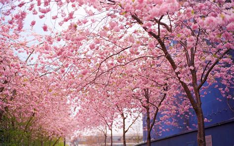 Cherry Blossom Desktop Backgrounds - Wallpaper Cave