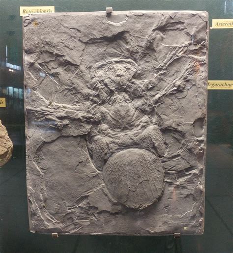 Huge (~50cm) spider fossil at the nature museum of Buenos Aires : spiders