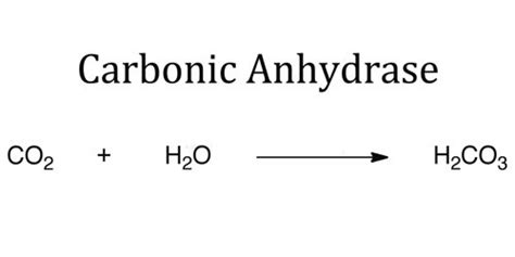 Carbonic Anhydrase - Assignment Point