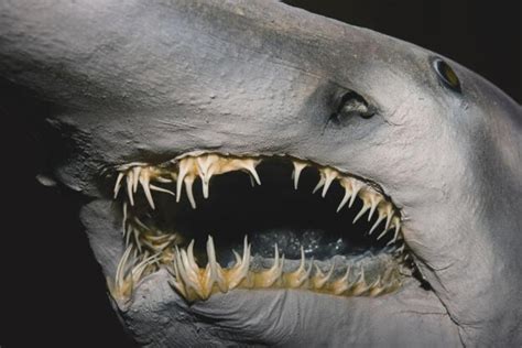 Goblin Shark Teeth: The Interesting Facts You May Not Know – Ocean Action Hub