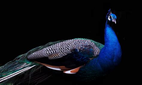 Blue, white, and black peacock with black background HD wallpaper ...