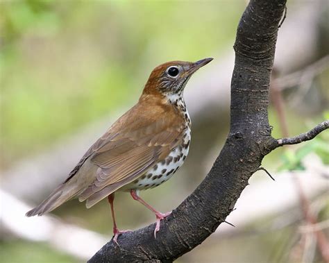 Wood Thrush - eMuseum of Natural History