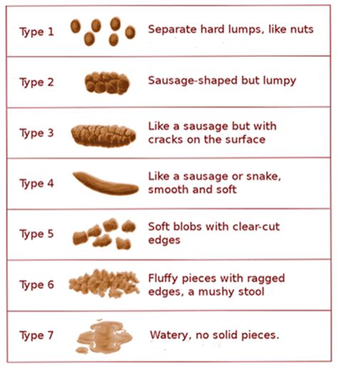 Bristol Stool Chart Download Scientific Diagram – NBKomputer