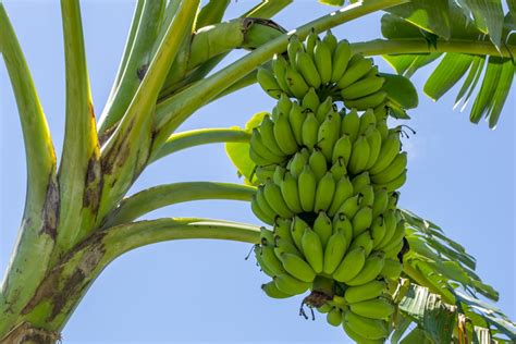 Bananas Grow on Trees » All the Facts