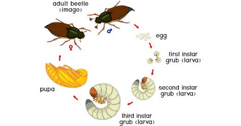 Beetle Life Cycle - Learn About Nature