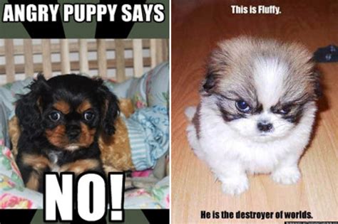 PHOTOS: Cutest Angry Puppy Meme Contest | HuffPost