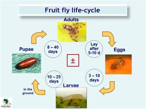 Fruit Fly Larvae Life Cycle