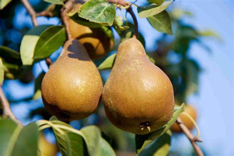 Dwarf Buerre Bosc Pear - PlantNet® Australia