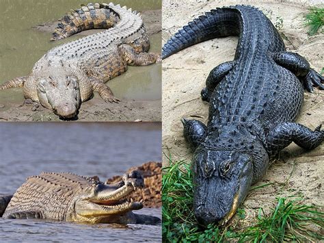 File:Crocodilia collage.jpg - Wikimedia Commons