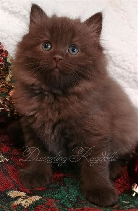 chocolate solid ragdoll kitten | Ragdoll kitten, Cute cats, Chocolate cat