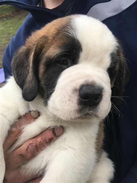 St. Bernard Puppies For Sale | Spokane Valley, WA #311339