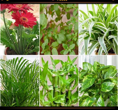 Best Indoor Plants That Produce Oxygen - MIU