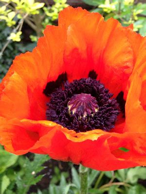 Poppy (Perennial) Grow Guide