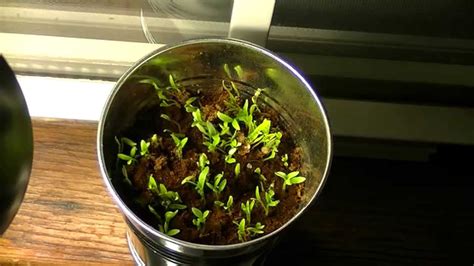 Second Batch: Time-Lapse of Cilantro Seeds sprouting. - YouTube