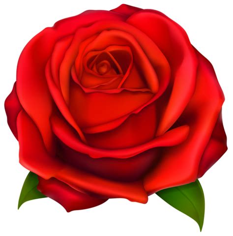 Transparent Red Rose PNG Clipart | Desenho de rosas vermelhas, Fotos de ...