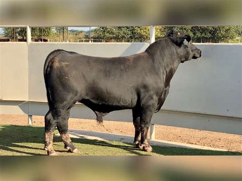 Lot #5364 Brangus Bull - J&J Cattle Co