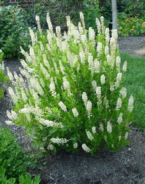 Flowering Evergreen Shrubs For Small Gardens - AlicaRyrie