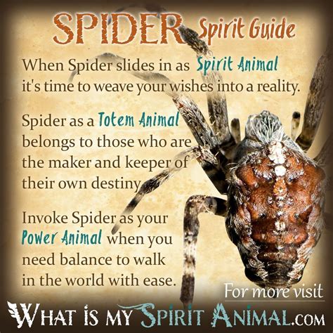 Spider Symbolism & Meaning | Spirit, Totem & Power Animal