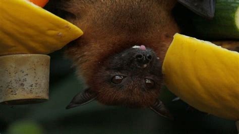 Bat Removal: 2 Methods To Get Rid Of Bats - Old to New Homes